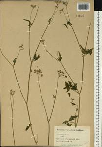 Пупырник японский, Торилис японский (Houtt.) DC., Восточная Европа, Центральный лесостепной район (E6) (Россия)