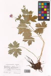 Герань Максимовича Regel & Maack, Сибирь, Дальний Восток (S6) (Россия)