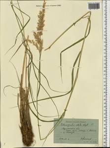 Вейник пурпурный (Trin.) Trin., Восточная Европа, Северный район (E1) (Россия)