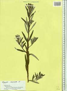 Облепиха крушиновая, Облепиха обыкновенная L., Восточная Европа, Центральный лесостепной район (E6) (Россия)