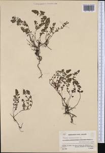 Thymus pulegioides subsp. pulegioides, Западная Европа (EUR) (Франция)