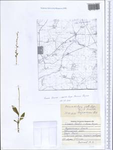Гаммарбия болотная (L.) Kuntze, Восточная Европа, Центральный лесостепной район (E6) (Россия)