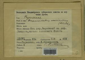Hamatocaulis vernicosus (Mitt.) Hedenäs, Гербарий мохообразных, Мхи - Москва и Московская область (B6a) (Россия)