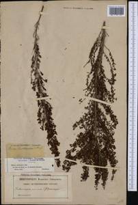 Erica lusitanica Rudolphi, Западная Европа (EUR) (Франция)