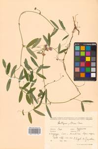 Lathyrus palustris subsp. palustris, Сибирь, Дальний Восток (S6) (Россия)