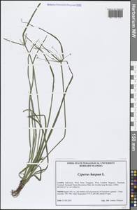 Cyperus haspan L., Зарубежная Азия (ASIA) (Индонезия)