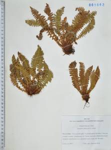 Щитовник пахучий (L.) Schott, Сибирь, Дальний Восток (S6) (Россия)