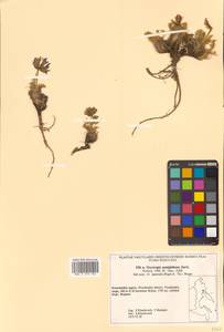 Oxytropis ajanensis subsp. semiglobosa (Jurtzev) N.S.Pavlova, Сибирь, Чукотка и Камчатка (S7) (Россия)