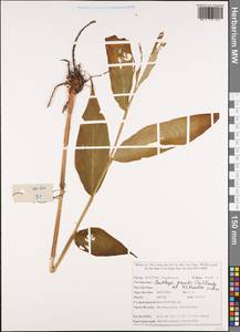 Cautleya gracilis (Sm.) Dandy, Зарубежная Азия (ASIA) (Вьетнам)