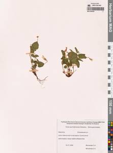 Фиалка сахалинская H.Boissieu, Сибирь, Чукотка и Камчатка (S7) (Россия)