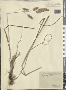 Ежа сборная L., Кавказ, Северная Осетия, Ингушетия и Чечня (K1c) (Россия)