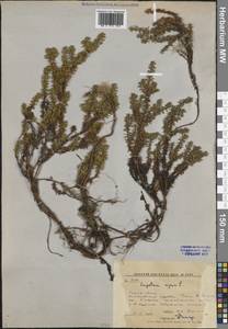 Водяника черная, Шикша черная L., Сибирь, Дальний Восток (S6) (Россия)