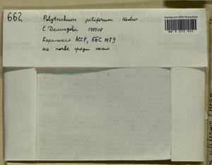 Polytrichum piliferum Hedw., Гербарий мохообразных, Мхи - Карелия, Ленинградская и Мурманская области (B4) (Россия)