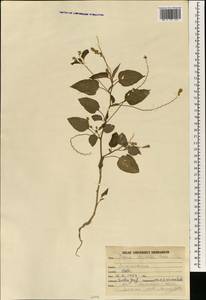 Digera muricata subsp. muricata, Зарубежная Азия (ASIA) (Индия)
