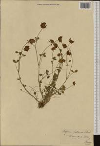 Trifolium pallescens Schreb., Западная Европа (EUR) (Швейцария)