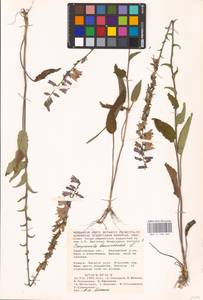 Колокольчик болонский L., Восточная Европа, Нижневолжский район (E9) (Россия)