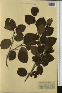 Alnus alnobetula subsp. alnobetula, Западная Европа (EUR) (Франция)