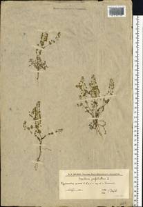 Клоповник пронзеннолистный L., Восточная Европа, Нижневолжский район (E9) (Россия)