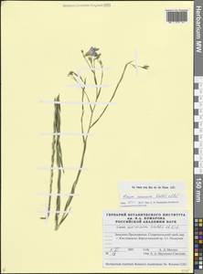 Лен жилковатый Waldst. & Kit., Кавказ, Ставропольский край, Карачаево-Черкесия, Кабардино-Балкария (K1b) (Россия)