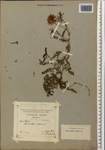 Вязель пестрый, Вязель разноцветный L., Кавказ, Грузия (K4) (Грузия)