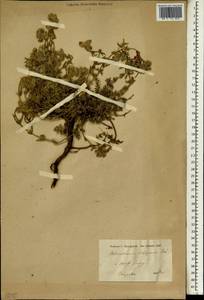 Helianthemum kotschyanum Boiss., Зарубежная Азия (ASIA) (Турция)
