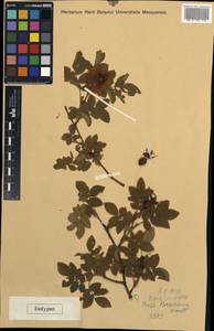 Rosa pseudoscabriuscula (R. Keller) Henker & G. Schulze, Западная Европа (EUR) (Венгрия)