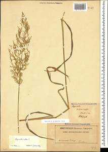 Полевица гигантская Roth, Кавказ, Ставропольский край, Карачаево-Черкесия, Кабардино-Балкария (K1b) (Россия)