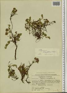 Чабрец Ревердатто Serg., Сибирь, Чукотка и Камчатка (S7) (Россия)