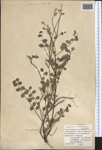 Hedysarum baldshuanicum B.Fedtsch., Средняя Азия и Казахстан, Памир и Памиро-Алай (M2) (Таджикистан)