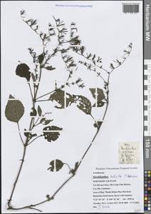 Strobilanthes helictus T. Anderson, Зарубежная Азия (ASIA) (Вьетнам)