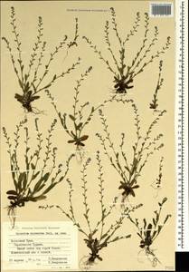 Arnebia decumbens subsp. decumbens, Крым (KRYM) (Россия)