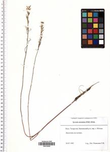 Erysimum quadrangulum Desf., Восточная Европа, Средневолжский район (E8) (Россия)
