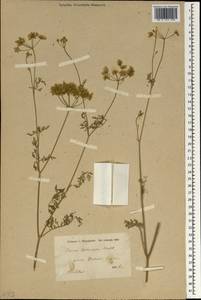 Torilis leptocarpa (Hochst.) C. C. Towns., Зарубежная Азия (ASIA) (Ирак)