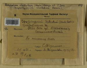Campylium stellatum (Hedw.) Lange & C.E.O. Jensen, Гербарий мохообразных, Мхи - Центральное Нечерноземье (B6) (Россия)