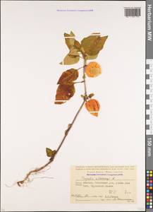 Alkekengi officinarum Moench, Кавказ, Абхазия (K4a) (Абхазия)