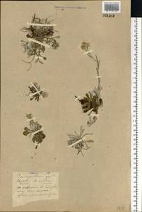 Кошачья лапка двудомная (L.) Gaertn., Восточная Европа, Центральный лесостепной район (E6) (Россия)