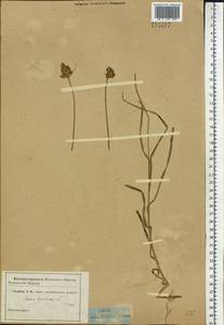 Осока заячья L., Сибирь, Западная Сибирь (S1) (Россия)