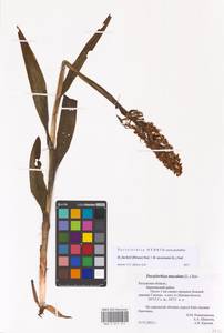 Dactylorhiza fuchsii × incarnata, Восточная Европа, Центральный район (E4) (Россия)