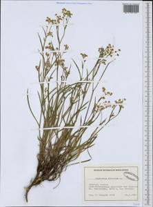 Володушка серповидная L., Западная Европа (EUR) (Швейцария)