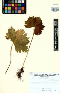 Anemonastrum baicalense (Turcz.) Mosyakin, Сибирь, Прибайкалье и Забайкалье (S4) (Россия)