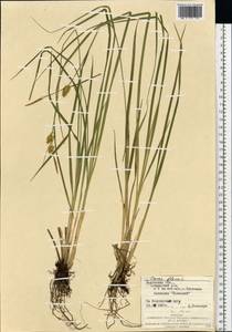Осока желтая L., Восточная Европа, Западно-Украинский район (E13) (Украина)