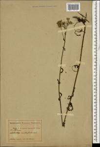 Тысячелистник обыкновенный L., Кавказ, Абхазия (K4a) (Абхазия)