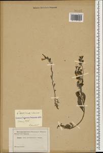 Оносма шелковистая Willd., Кавказ (без точных местонахождений) (K0)