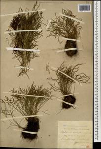 Костенец северный (L.) Hoffm., Кавказ, Краснодарский край и Адыгея (K1a) (Россия)