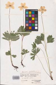 Ветреница лесная L., Восточная Европа, Восточный район (E10) (Россия)