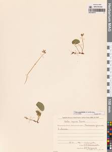 Viola epipsila subsp. repens (Turcz.) W.Becker, Сибирь, Чукотка и Камчатка (S7) (Россия)