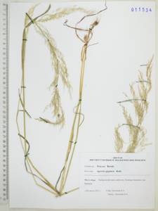 Полевица гигантская Roth, Сибирь, Дальний Восток (S6) (Россия)