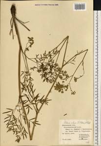 Морковник обыкновенный (L.) Schinz & Thell., Восточная Европа, Центральный лесостепной район (E6) (Россия)