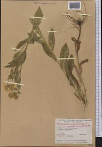Гелениум осенний L., Америка (AMER) (Канада)