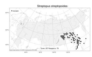 Streptopus streptopoides, Стрептопус стрептопусовидный (Ledeb.) Frye & Rigg, Атлас флоры России (FLORUS) (Россия)